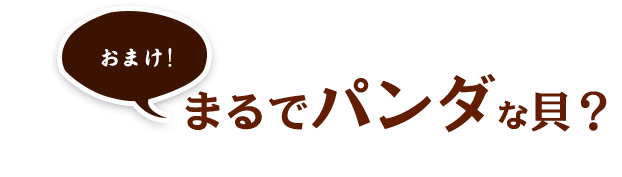 まるでパンダな貝